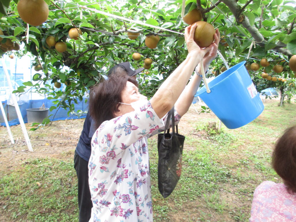梨狩りに行きました(^^) | 社会福祉法人緑樹会